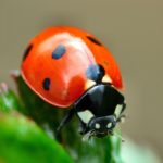 coccinelle 3