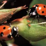 coccinelle2